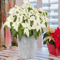 По-добри домове и градини 3кт бяла коледна звезда живи растения с декоративен Сеялка