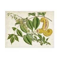 Къртис 'тропически листа и плодове' платно изкуство