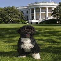 Официалният Портрет На Кучето На Семейство Обама-Бо-Португалско Водно Куче На Южната Морава На Белия Дом. История