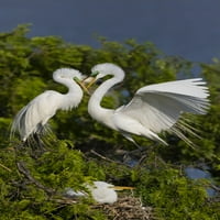 Страхотно кацане на Egret при печат на плакати от Nest от Лари Дито