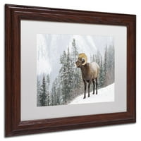 Картина 'Бигхорн в сняг' от Майкъл Бланшет фотография, бял мат, Рамка от дърво