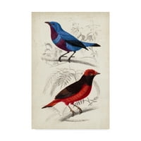 Изящно изкуство на търговска марка 'D'Orbigny Birds II' Canvas Art от M. Charles D'Orbigny