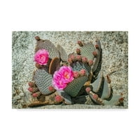 Изобразително изкуство 'розово пустинно цвете' платно изкуство от Джанис Съливан